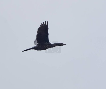 Téléchargez les photos : Grand Cormoran juvénile en vol contre un ciel couvert - en image libre de droit
