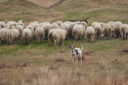 Photo for Aggressive guard dog protecting the sheep herd on the mountain - Royalty Free Image