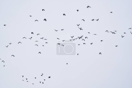 A large flock of lapwing birds in flight against overcast sky