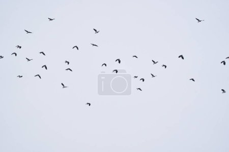 Un grand troupeau d'oiseaux en vol contre un ciel couvert