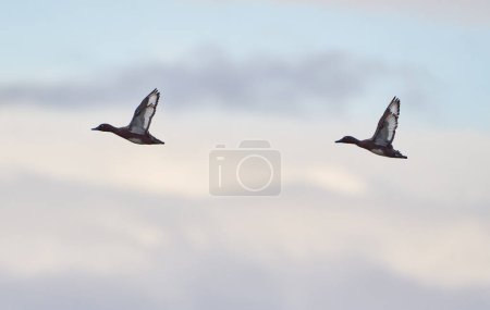 Téléchargez les photos : Des canards sauvages en vol haut dans le ciel - en image libre de droit