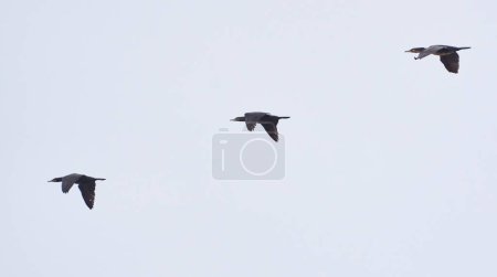 Téléchargez les photos : Adulte Grand cormoran, Phalacrocorax carbo, en vol contre un ciel couvert - en image libre de droit