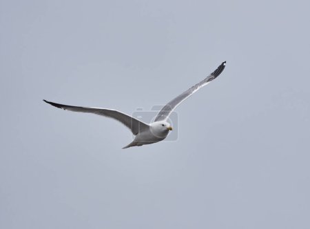 Adult yellow legged seagull in flight against blue sky