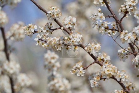 Foto de Cerezo silvestre en plena floración en la primavera - Imagen libre de derechos