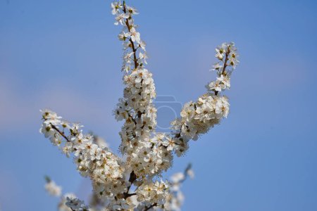 Photo for Wild cherry tree in full bloom in the spring - Royalty Free Image