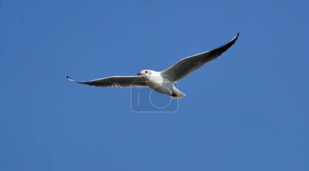 Juvenile black headed gull in flight in a sunny early spring day on a lake