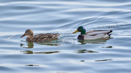 Photo for A pair of teal wild ducks, Anas crecca, male and female, on a lake - Royalty Free Image