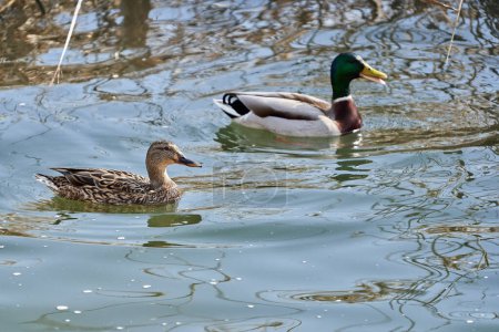 A pair of teal wild ducks, Anas crecca, male and female, on a lake