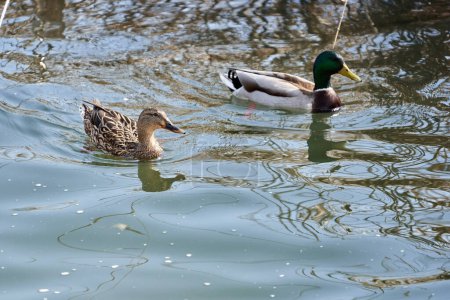 A pair of teal wild ducks, Anas crecca, male and female, on a lake