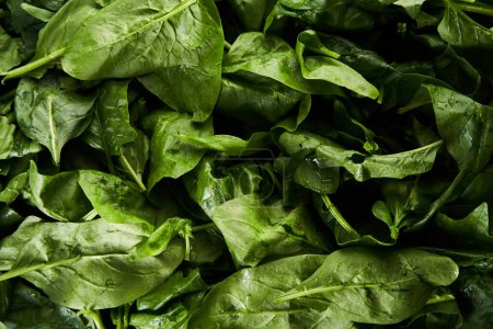 Photo for Closeup of spinach in a pile, freshly picked from the garden - Royalty Free Image