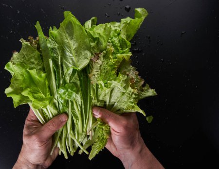 Photo for Man's farmer hands holding a bunch of lettuce freshly picked from the garden over black background - Royalty Free Image