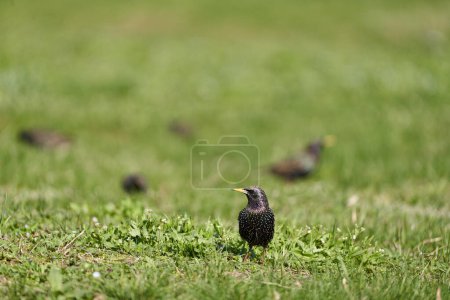 Photo for Flock of starlings foraging for insects and seeds on the grass - Royalty Free Image