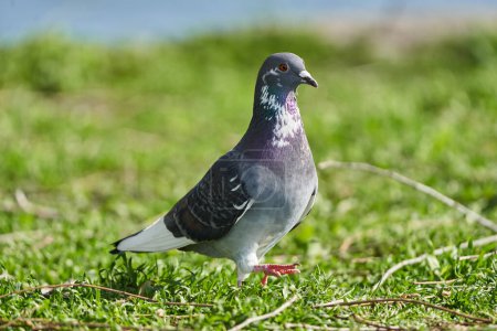 Téléchargez les photos : Pigeon des bois cherchant de la nourriture sur l'herbe dans la forêt - en image libre de droit