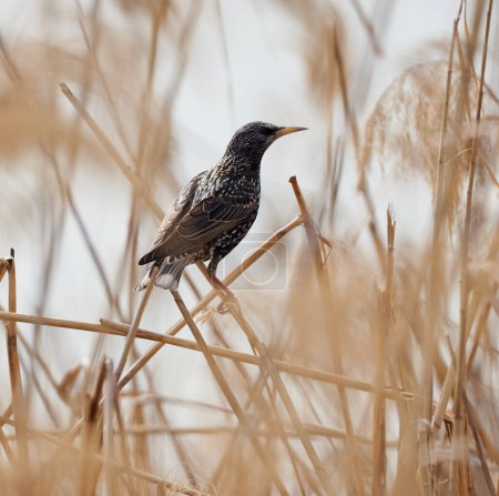 Photo for Starling bird perched on reed stalks by the river side - Royalty Free Image