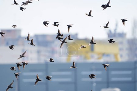 Photo for A flock of starlings in flight with residential apartment blocks in background, in an urban area - Royalty Free Image
