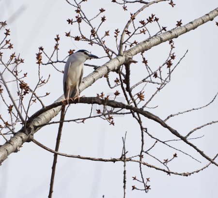 Night heron perched in a tree with buds, against the sky, in the early spring