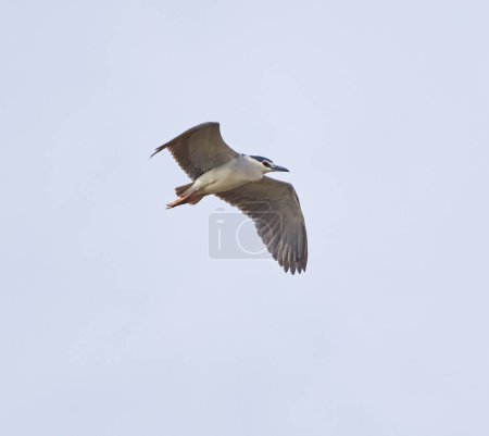 Night heron in flight against the sky in the early spring