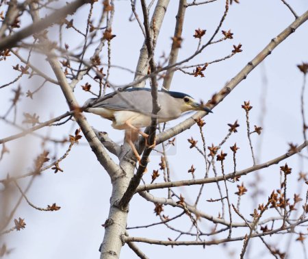 Night heron perched in a tree with buds, against the sky, in the early spring