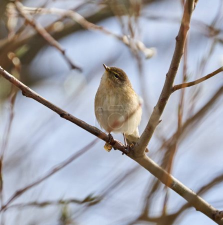 Photo for Common chiffchaff bird perched on twigs in a tree in the early spring - Royalty Free Image