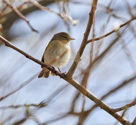 Photo for Common chiffchaff bird perched on twigs in a tree in the early spring - Royalty Free Image