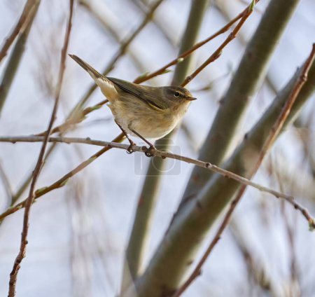Common chiffchaff bird perched on twigs in a tree in the early spring