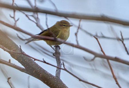 Téléchargez les photos : Oiseau de chiffon commun perché sur des brindilles dans un arbre au début du printemps - en image libre de droit