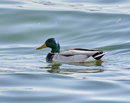 Photo for Colorful male mallard duck swimming on a lake in the early spring in a sunny day - Royalty Free Image