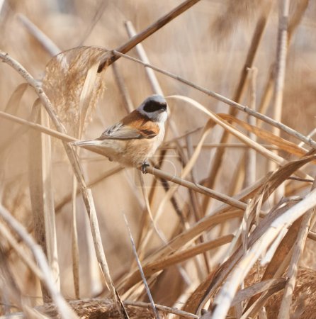 Eurasian penduline tit, Remiz pendulinus, perched on reeds in a marsh