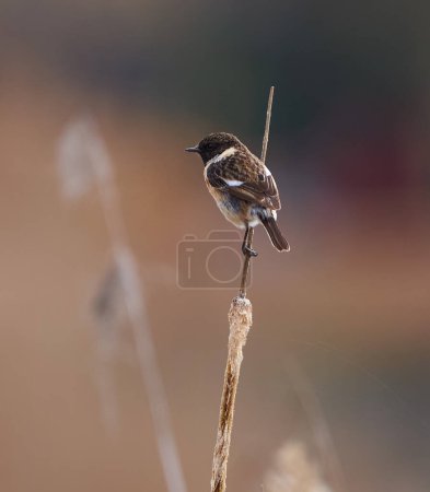 African whinchat, Saxicola torquatus, perched on a bulrush in a marsh