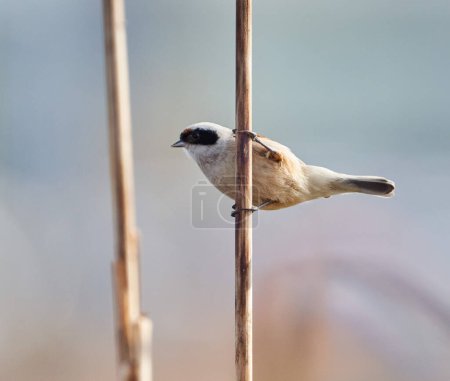 Eurasian penduline tit, Remiz pendulinus, perched on reeds in a marsh
