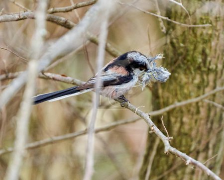 Long-tailed tit, Aegithalos caudatus, gathering materials for the nest in the bush 