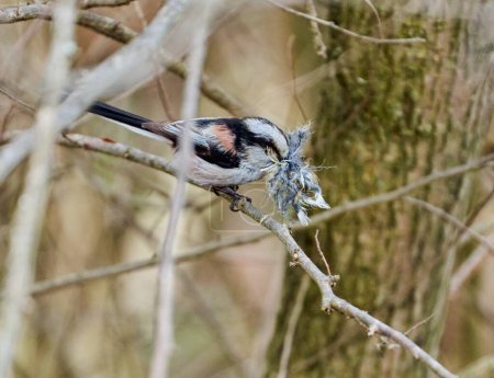 Long-tailed tit, Aegithalos caudatus, gathering materials for the nest in the bush 