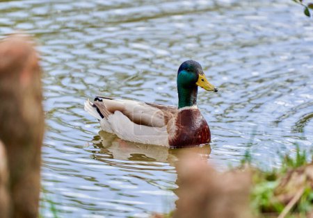 Photo for Colorful male mallard duck swimming on a lake in the early spring in a sunny day - Royalty Free Image