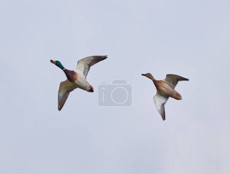 Téléchargez les photos : Des canards sauvages volent contre le ciel limpide - en image libre de droit
