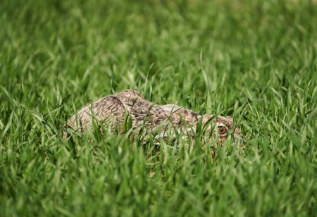 Téléchargez les photos : Lièvre adulte caché dans un champ de blé, accroupi au sol, prêt à courir - en image libre de droit