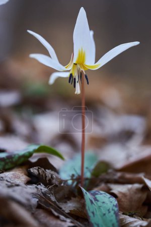 Téléchargez les photos : Fleur de dent de chien fleurissant sur le sol forestier dans des endroits sombres - en image libre de droit