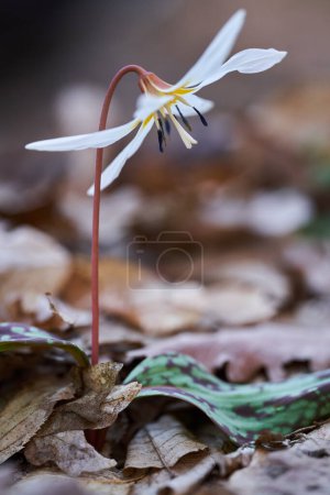 Dog's tooth flower blossoming on the forest ground in dark places