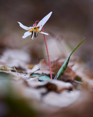 Dog's tooth flower blossoming on the forest ground in dark places