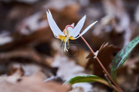 Téléchargez les photos : Fleur de dent de chien fleurissant sur le sol forestier dans des endroits sombres - en image libre de droit