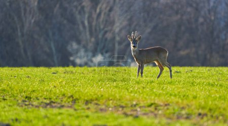 Roebuck standing in a wheat field with forest behind in blur, backlit