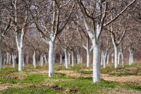 Plum trees orchard in the early spring, painted bark in white and protected