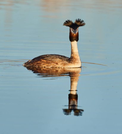 Great crested grebe, Podiceps cristatus, swimming on a calm lake in the evening