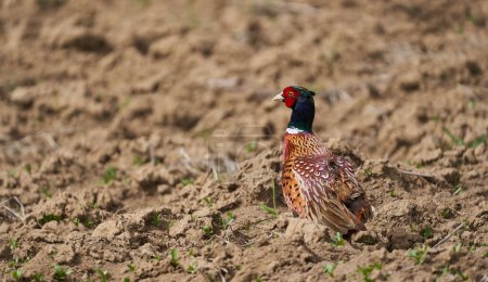 Male pheasant, Phasianus colchicus, in a field in a sunny day