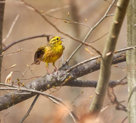 Yellowhammer bird, Emberiza citrinella, perched on a tree in forest