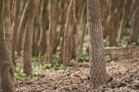 Téléchargez les photos : Jeune cornbeam dense photo de forêt avec téléobjectif et mise au point sélective - en image libre de droit