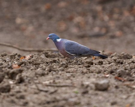 Wood pigeon on the forest ground in dried mud, foraging for seeds