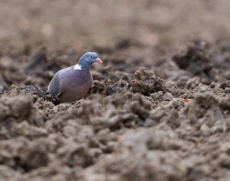 Photo for Wood pigeon on the forest ground in dried mud, foraging for seeds - Royalty Free Image