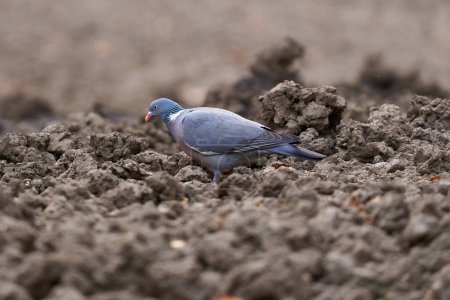 Téléchargez les photos : Pigeon des bois sur le sol forestier dans la boue séchée, à la recherche de graines - en image libre de droit