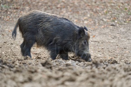 Photo for Young strong wild hog boar, large specimen, in forest rooting in mud for food - Royalty Free Image