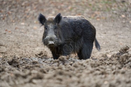 Young strong wild hog boar, large specimen, in forest rooting in mud for food 
